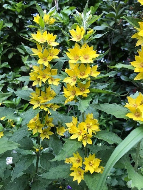 Te koop: Gele Wederik Lysimachia punctata inheems, Vaste plant, Halfschaduw, Zomer, Ophalen