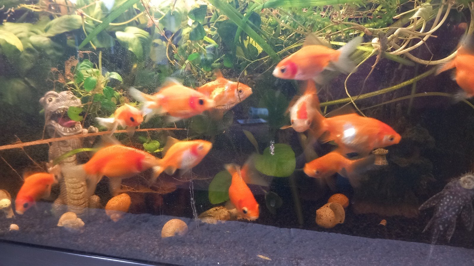 jonge sluierstaart/ buffelrug, Dieren en Toebehoren, Vis, Zoetwatervis