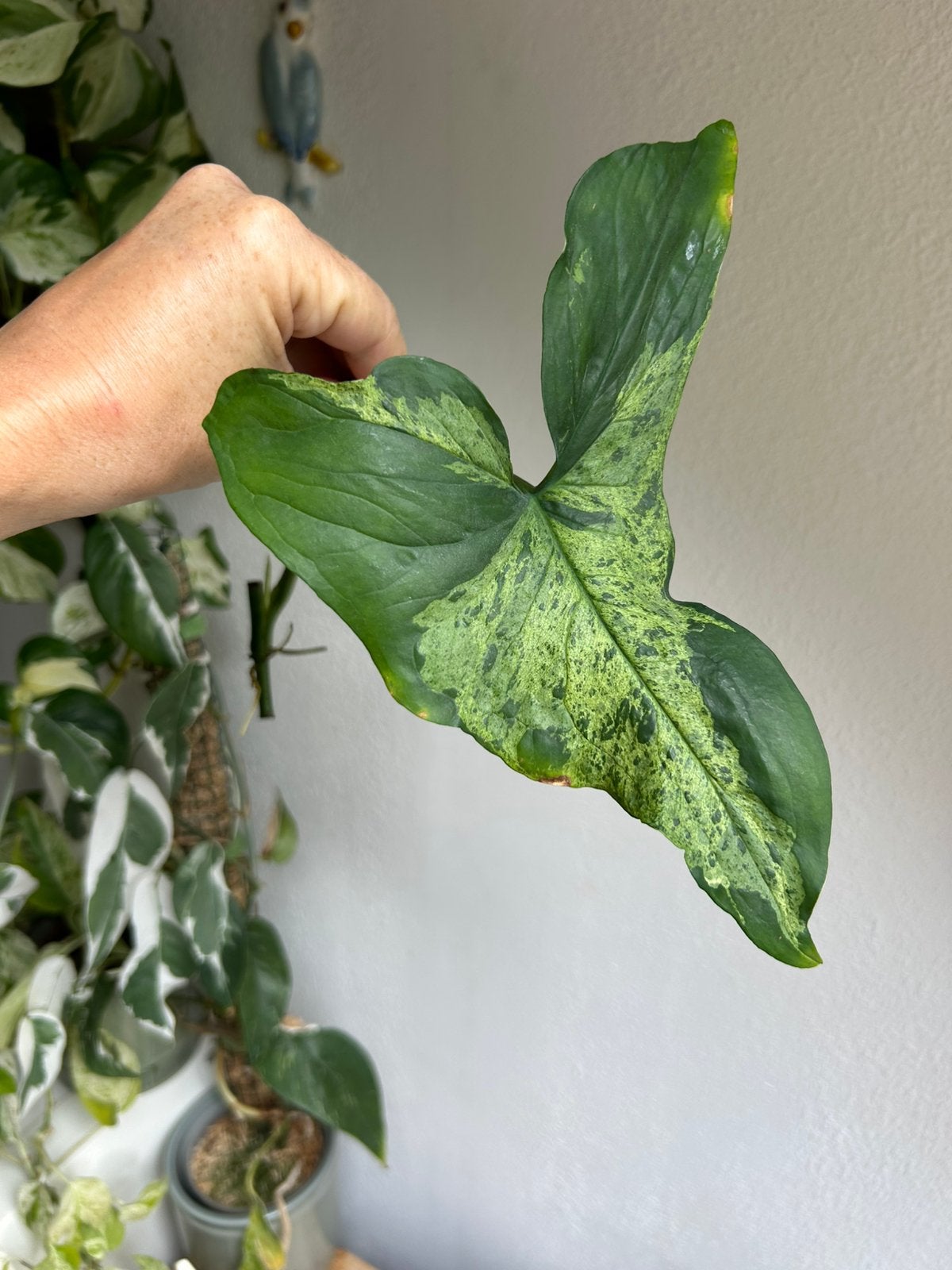 Syngonium mottled mojito, stekken, zie advertentie, Ophalen of Verzenden, Halfschaduw, Minder dan 100 cm