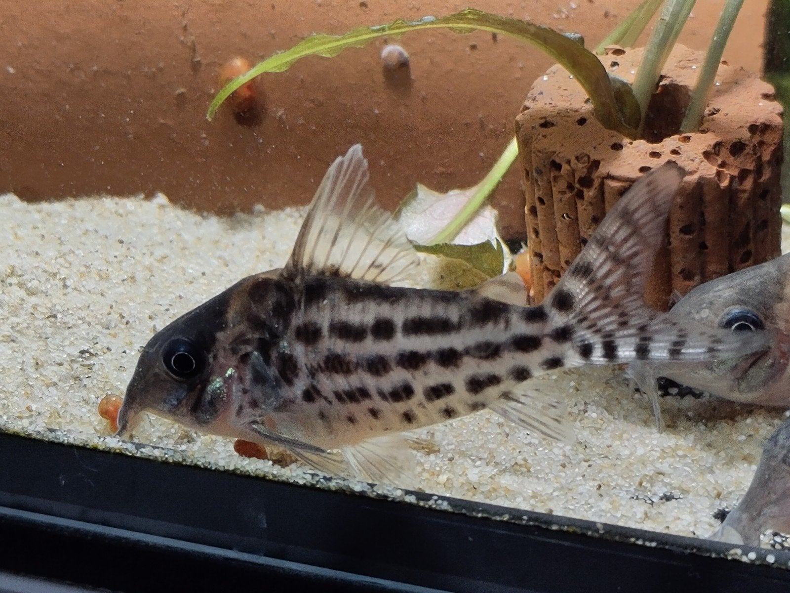 6 corydoras (brochis) C 141 wildvang - zeer zelden, Dieren en Toebehoren, Vis, Zoetwatervis, Schoolvis