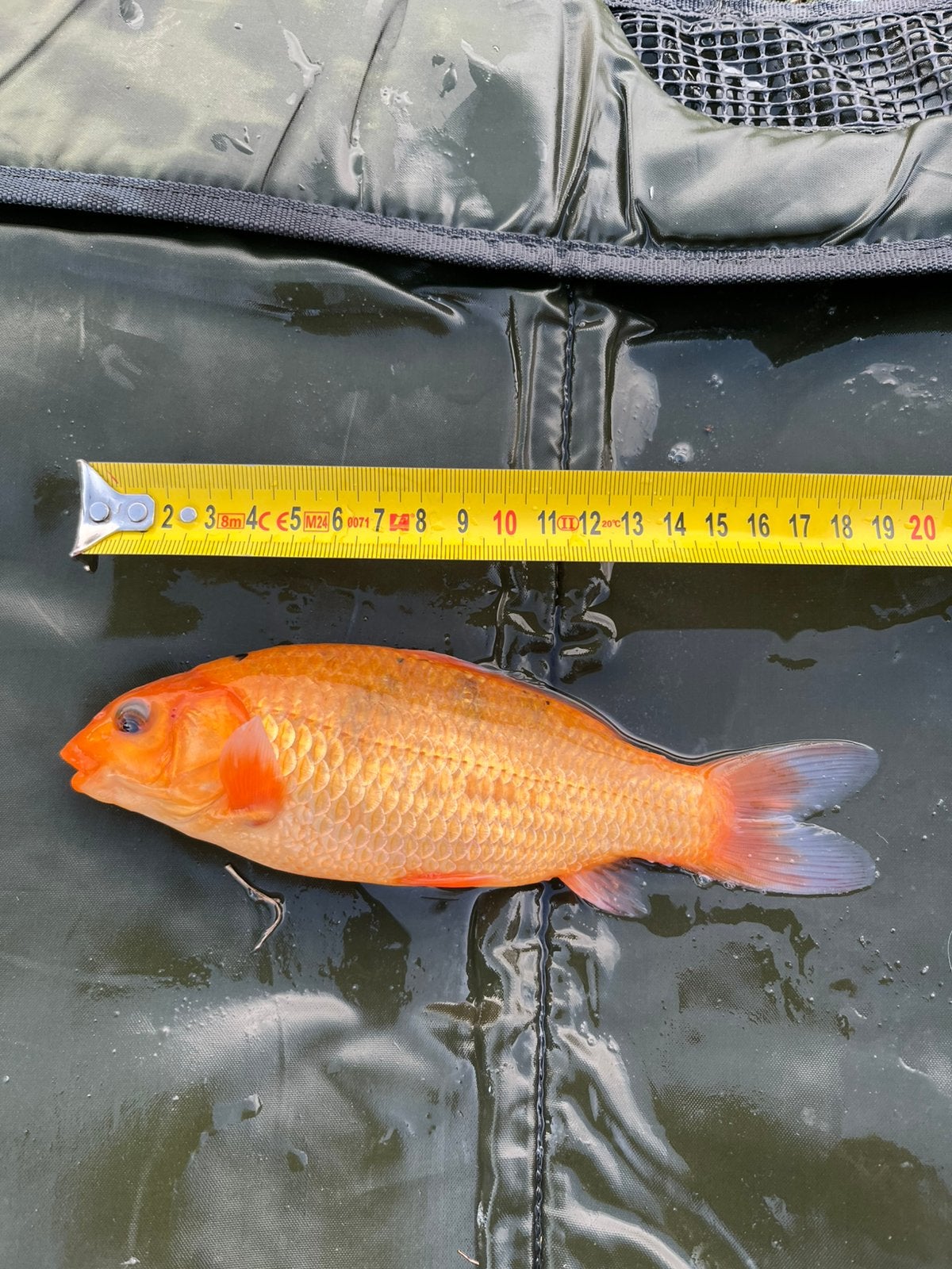 Jonge koi, Dieren en Toebehoren, Vissen | Vijvervissen, Karper of Koi
