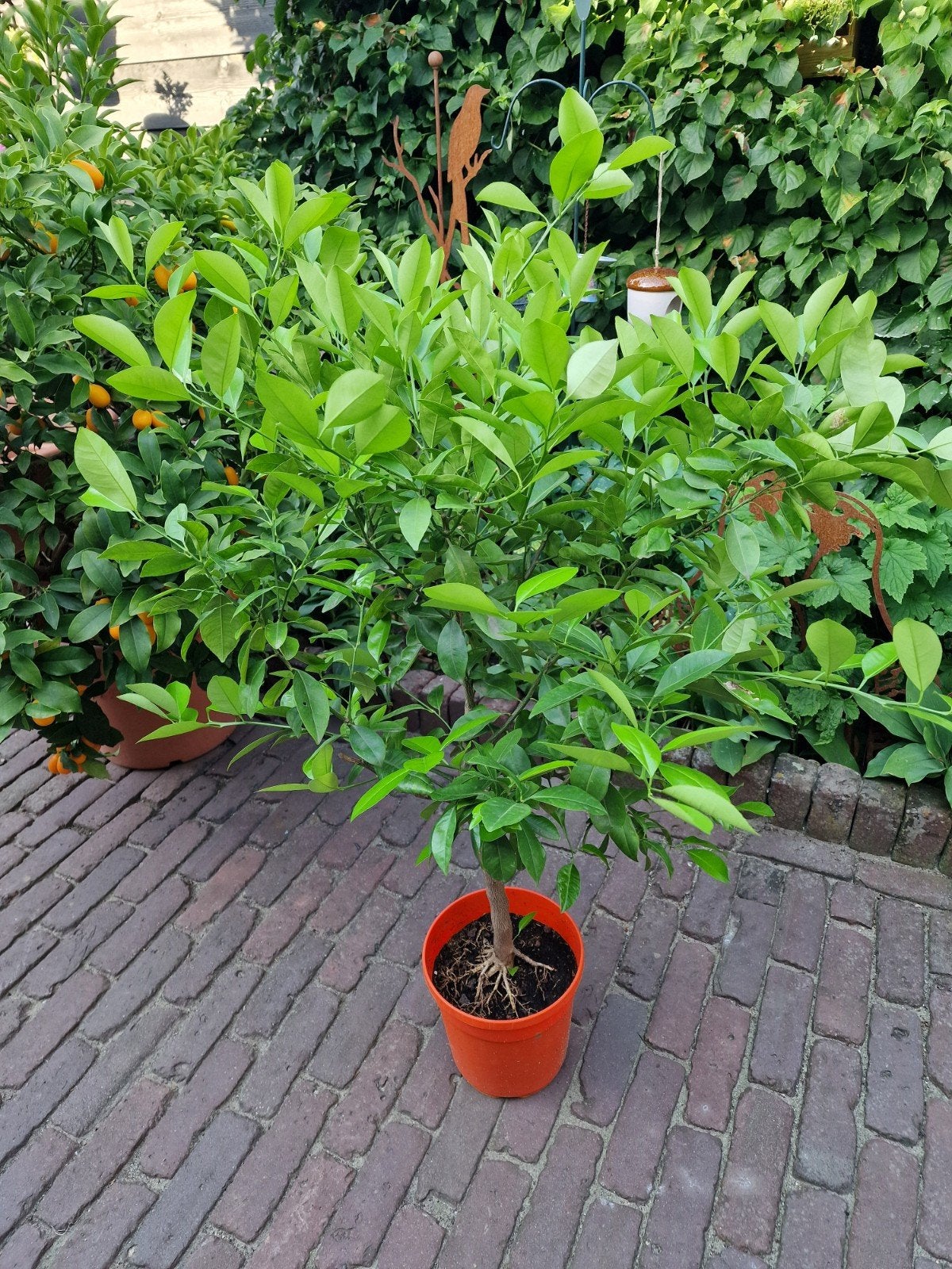 Sinaasappel boompje - Citrusboom voor thuis of tuin, Ophalen, Overige soorten, Volle zon
