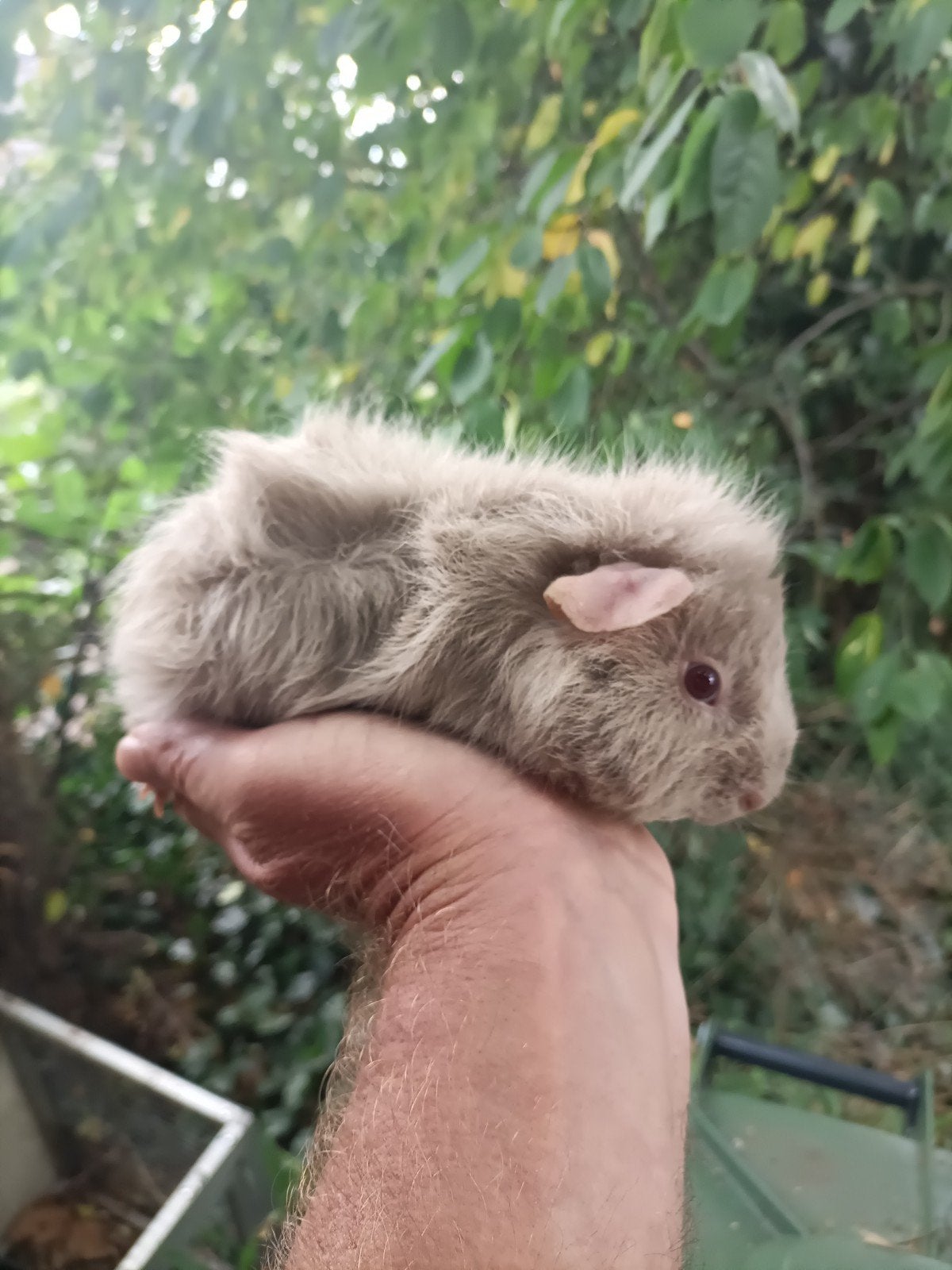 Jong cavia beertje, Juni, Mannelijk, Cavia