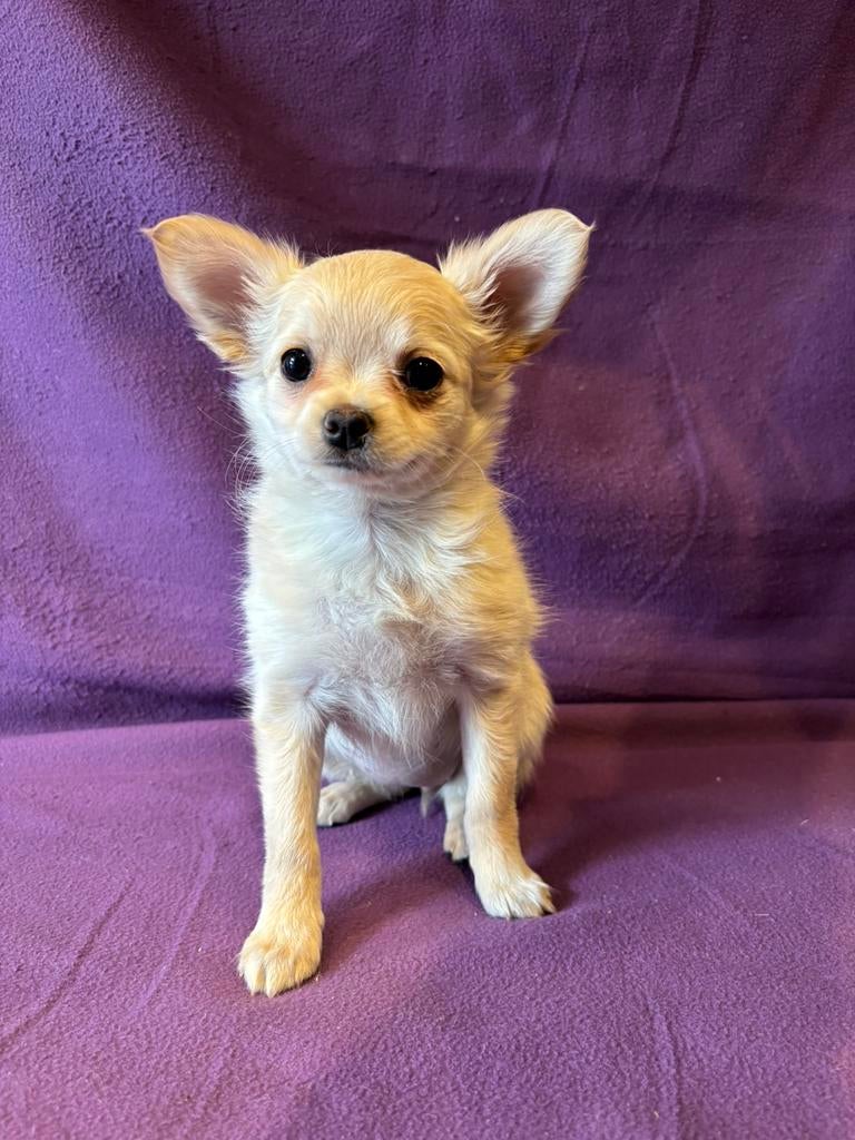POMCHI PUP, Parvo, 8 tot 15 weken, Meerdere dieren, Eén hond