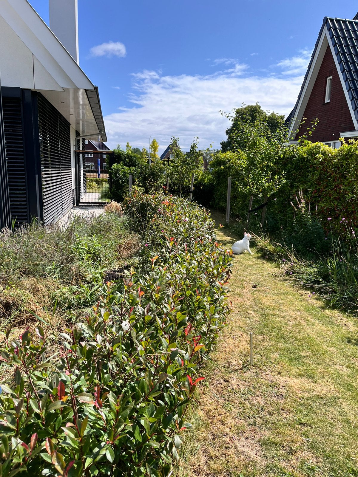 Tekoop heg  8 meter, Tuin en Terras, Ophalen, Laurier, 100 tot 250 cm