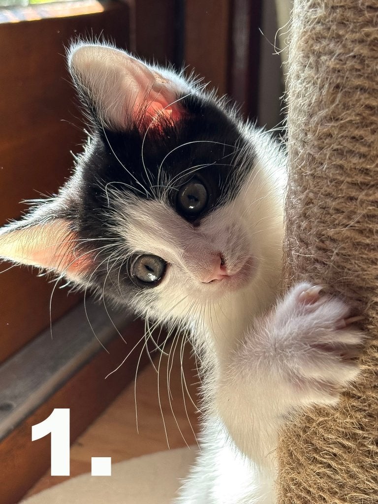 Kittens zoeken een eigen match (3 mnd) - ontvlooit ontwormd, Meerdere dieren, Kortharig