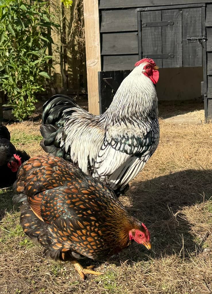 Wyandotte kriel haan zilver/zwart gezoomd (1 jaar), Dieren en Toebehoren, Pluimvee, Mannelijk, Kip