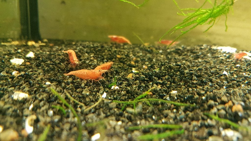 Vuurgarnalen, Kreeft, Krab of Garnaal, Zoetwatervis, Schoolvis
