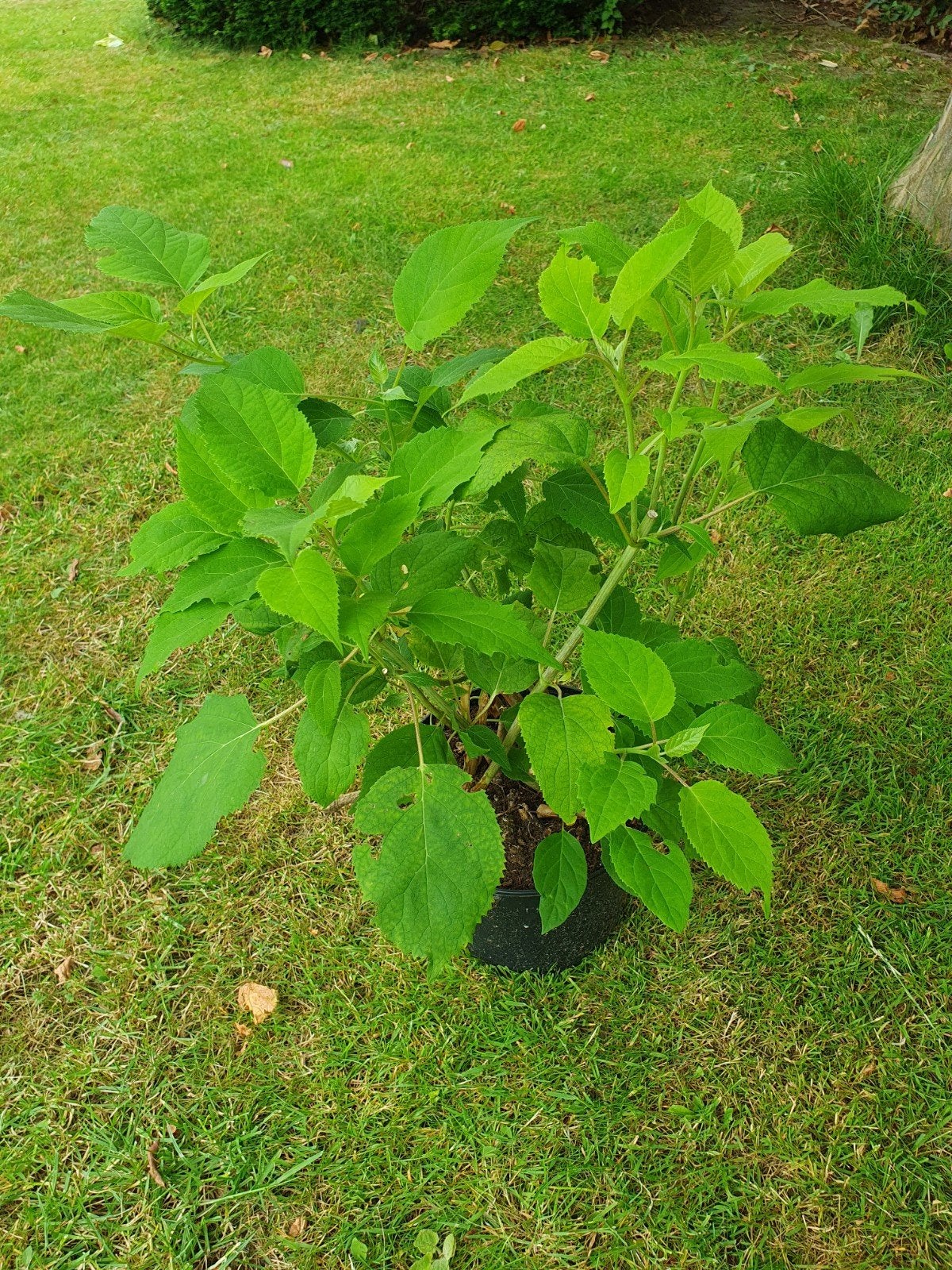 Hortensia Annabelle - Grote Witte Bloembollen, Vaste plant, Halfschaduw, Zomer, Ophalen