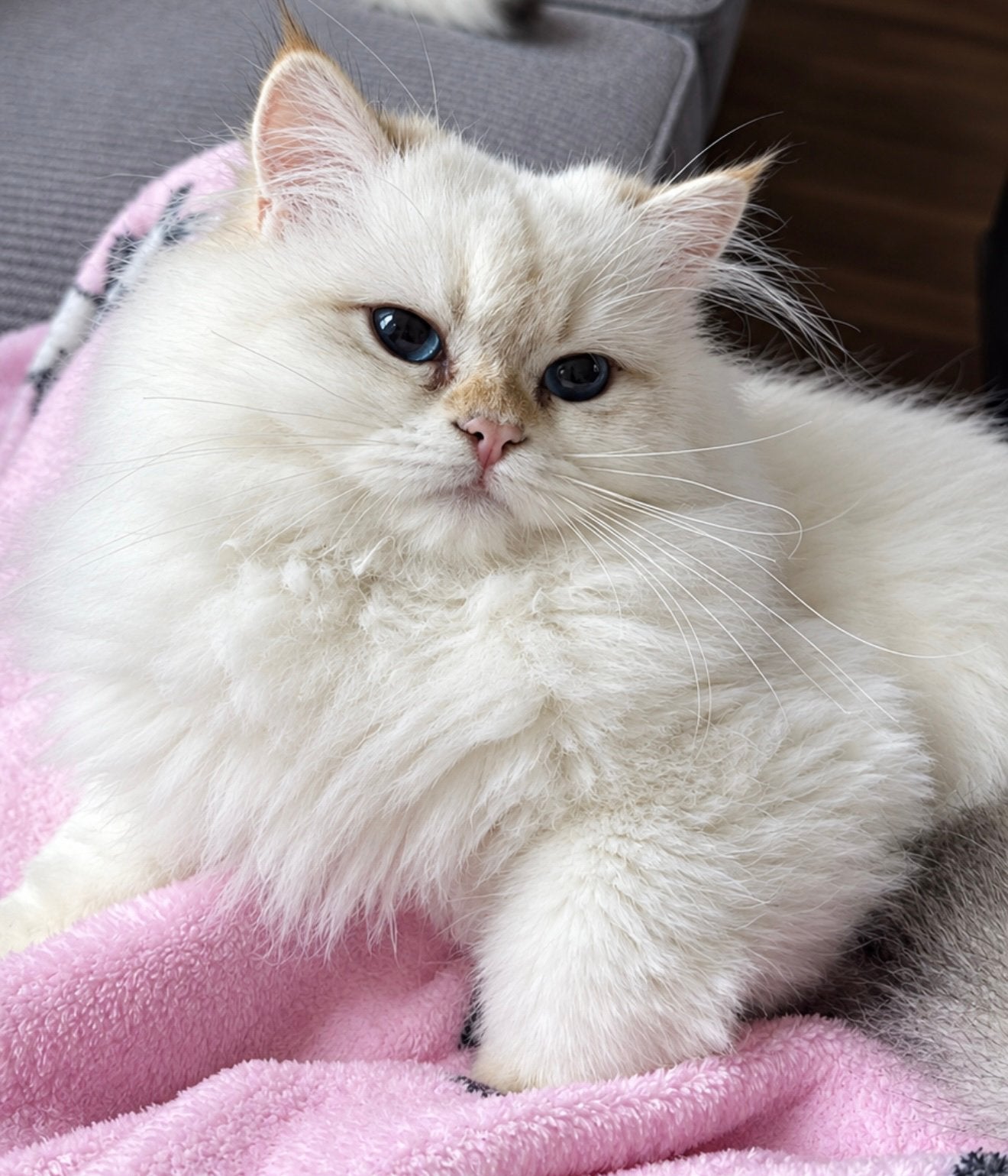 Brits langhaar kittens, Dieren en Toebehoren, Meerdere dieren, Met stamboom, 0 tot 2 jaar