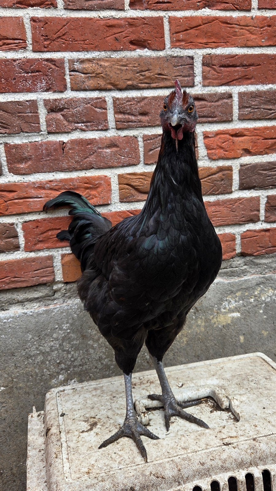 Ayam Cemani kruizing Kip, Mannelijk, Kip