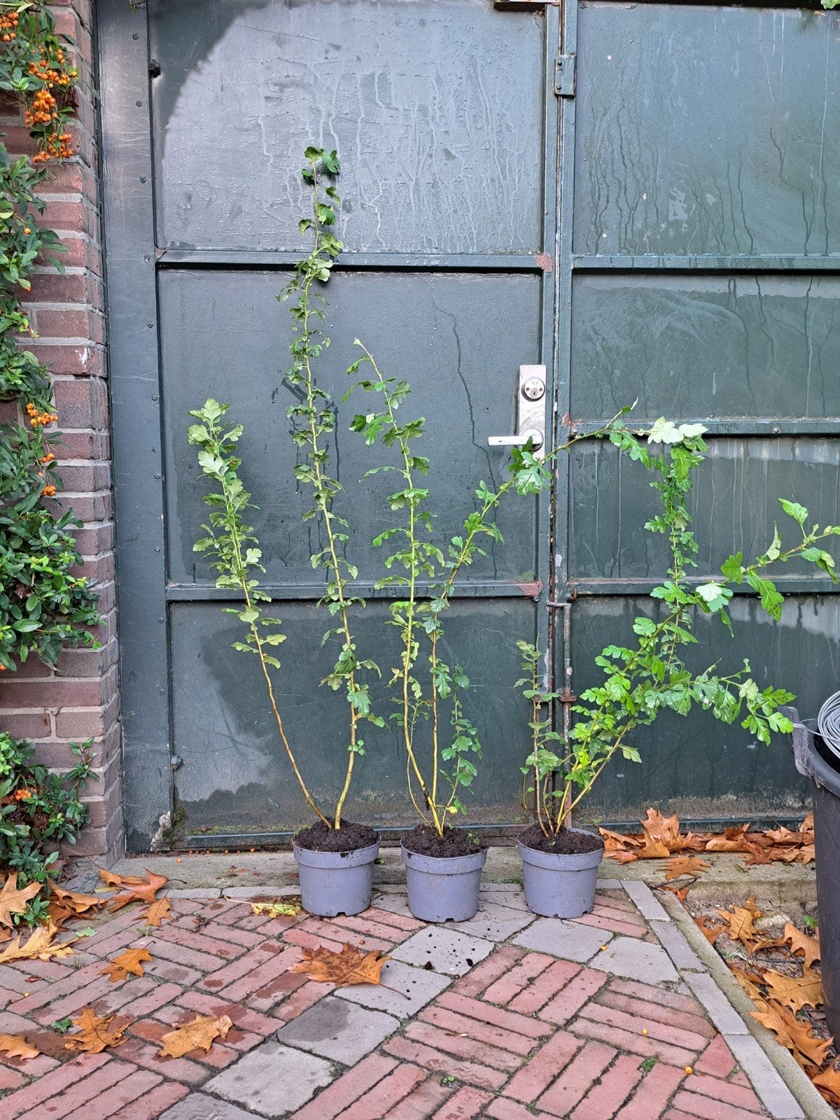 95 meidoorn haagplanten (crataegus monogyna), Overige soorten, 100 tot 250 cm, Ophalen, Volle zon