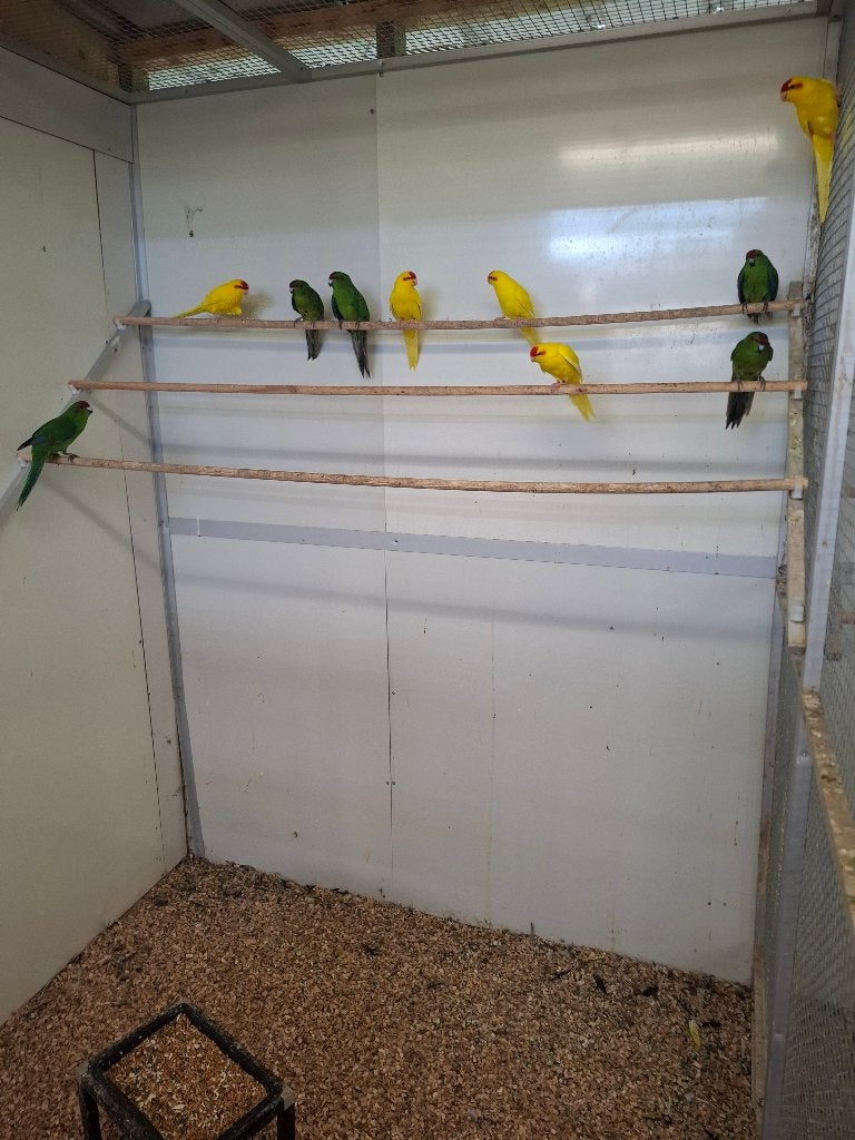 Kakariki's geel en groen, Meerdere dieren, Parkiet, Geringd
