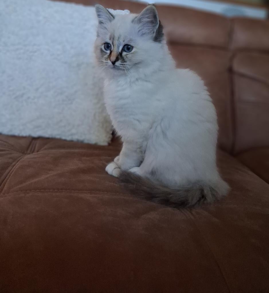 Prachtig Heilige Birmaan kitten (Seal Tabby Tortie), Dieren en Toebehoren, Poes, Met stamboom, 0 tot 2 jaar