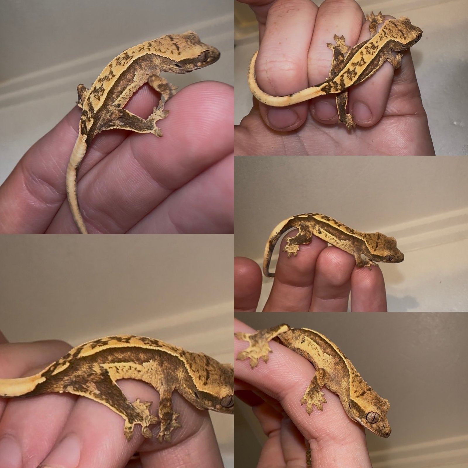 Wimpergekko baby, Dieren en Toebehoren, Reptielen en Amfibieën, Hagedis, Tam, 0 tot 2 jaar