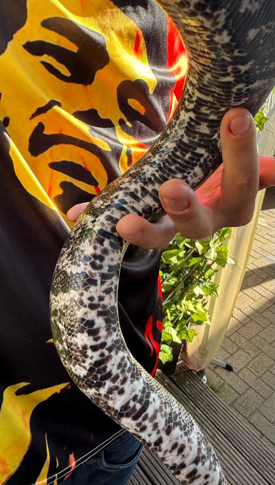 Boa constrictor. IMG GHOST. 2024. Boa Constrictor photo 2