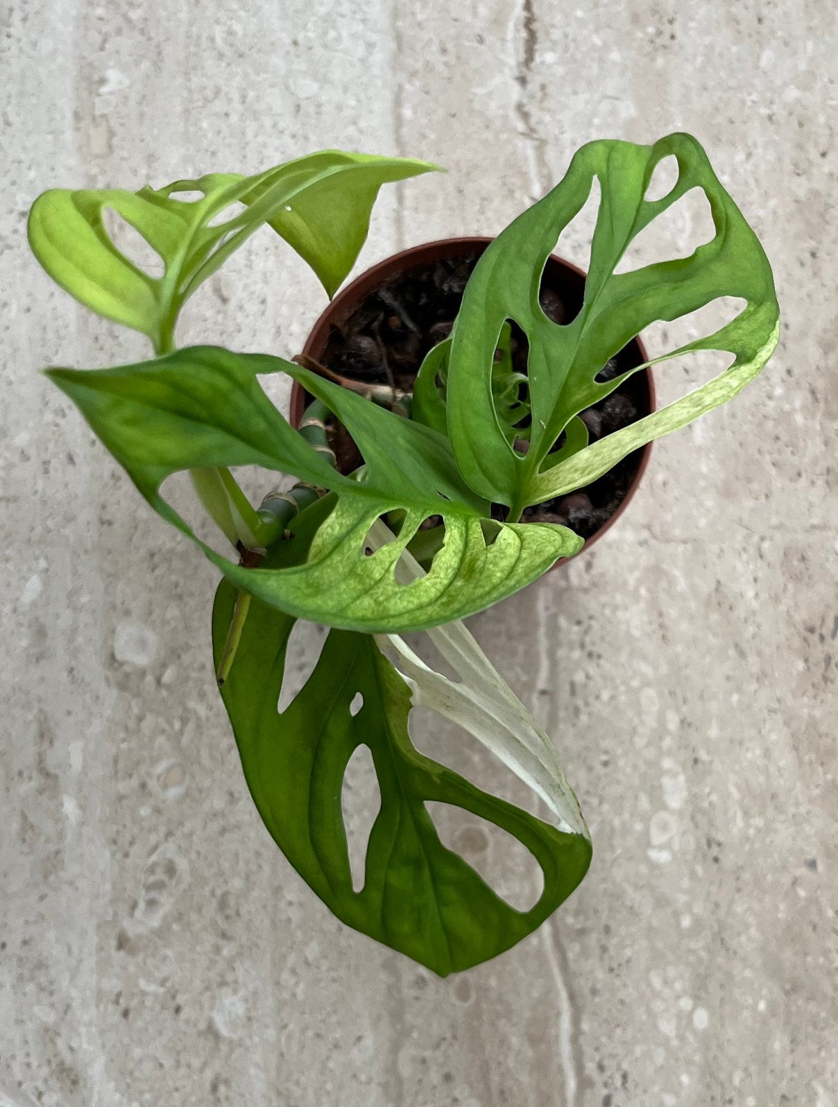 Monstera Adansonii Albo Variegata, Ophalen of Verzenden, Halfschaduw, Minder dan 100 cm