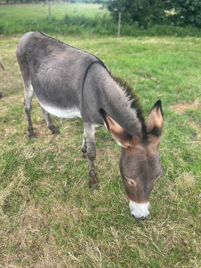 Lieve ezel merrie te koop, Dieren en Toebehoren, Mei, Vrouwelijk