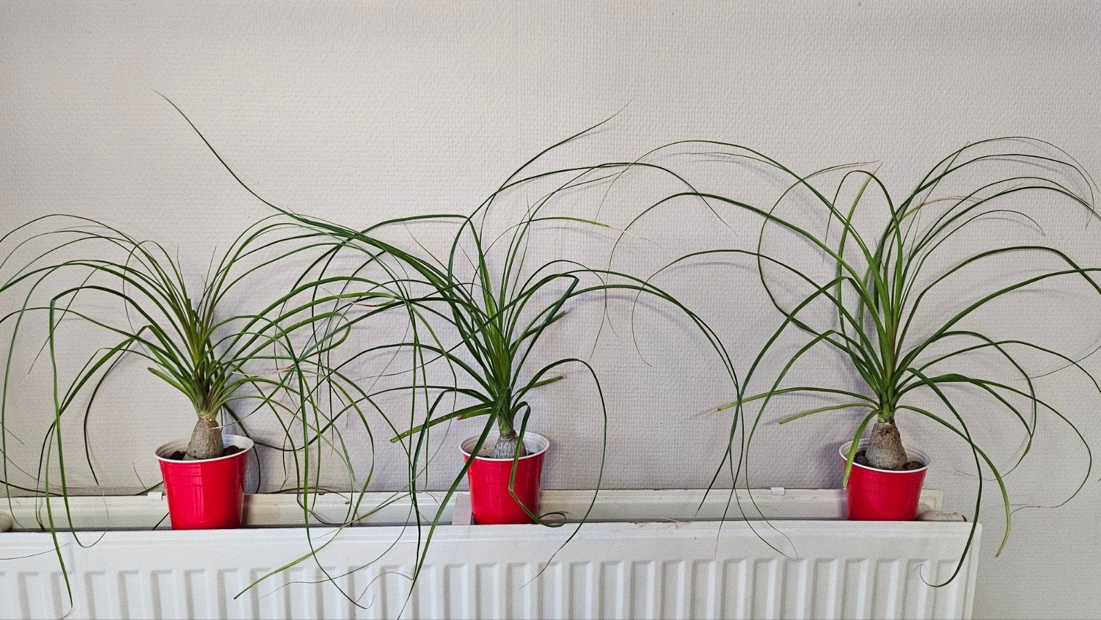 Caudex Beaucarnea recurvata, olifantspoot, paardenstaartpal, Overige soorten, Ophalen of Verzenden, In pot, Minder dan 100 cm