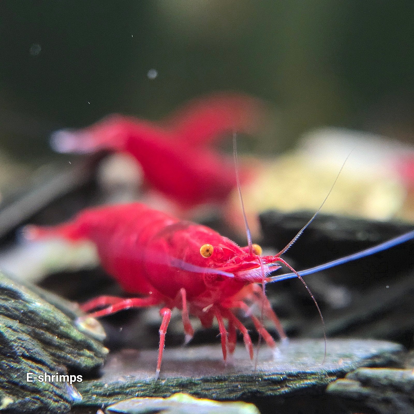 ☑️Rode | Bloody Mary OE Neocaridina-garnalen / in kweek, Kreeft, Krab of Garnaal, Zoetwatervis, Schoolvis