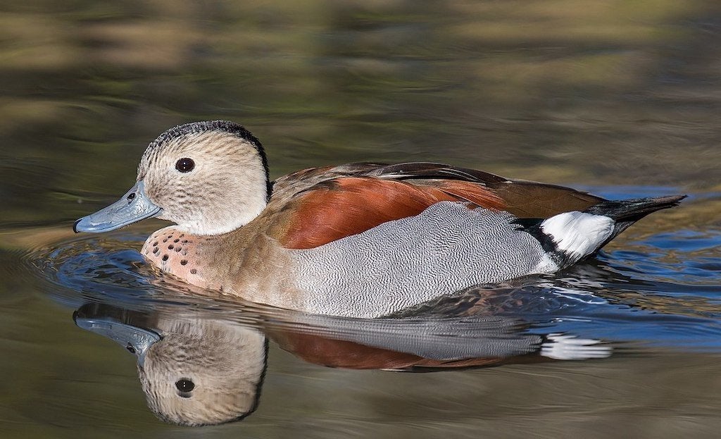 roodschoudertaling, Meerdere dieren