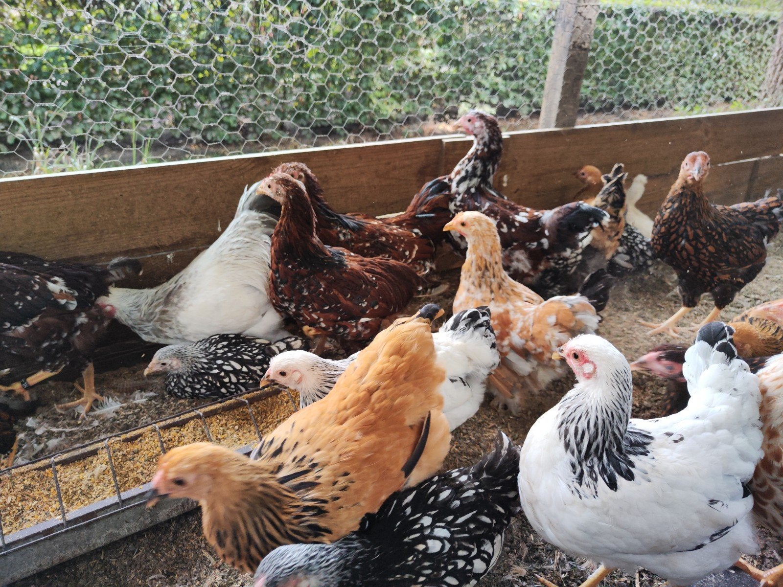Wyandotte kriel 8-10 weken oud, Dieren en Toebehoren, Pluimvee, Vrouwelijk, Kip