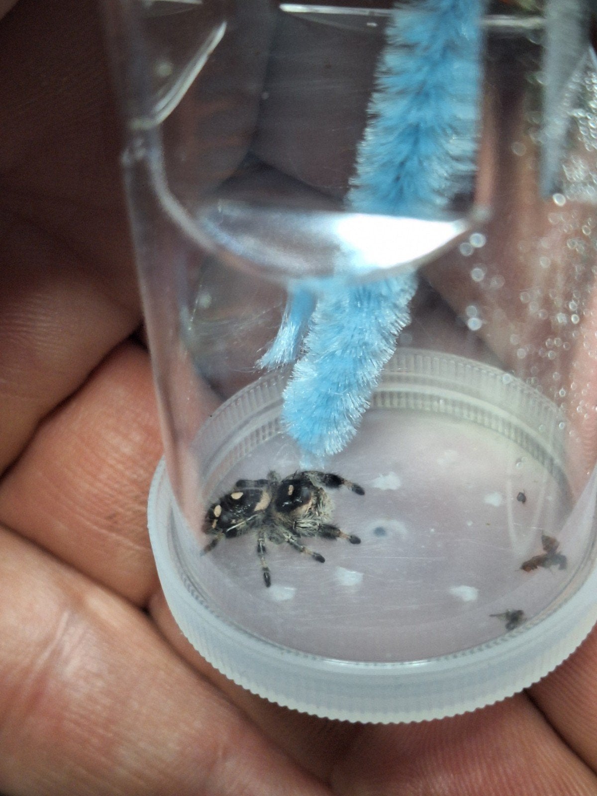 Phidippus regius Apalachiola  "white Line"springspin