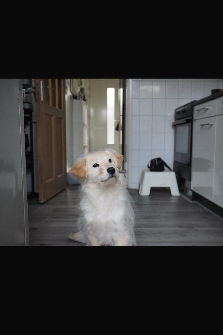 herplaatsing - ollie, Rabiës (hondsdolheid), 15 weken tot 1 jaar, Eén hond, Nederland