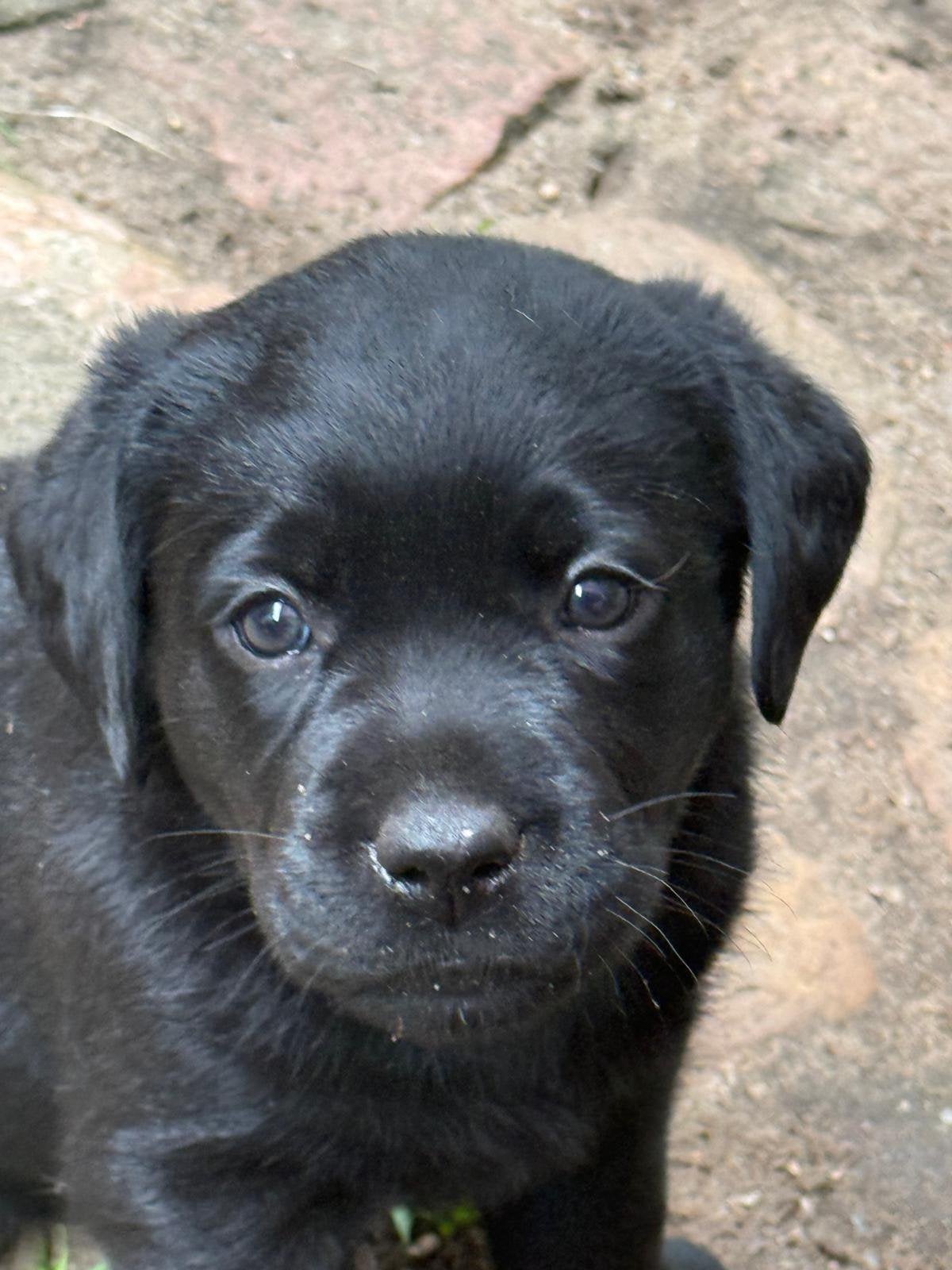 Zwarte Labrador pups, stamboom, sociale voll. geteste ouders, Parvo, 8 tot 15 weken, Labrador retriever, Meerdere