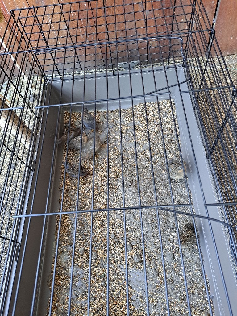 Chineese dwergkwartels, Dieren en Toebehoren, Meerdere dieren