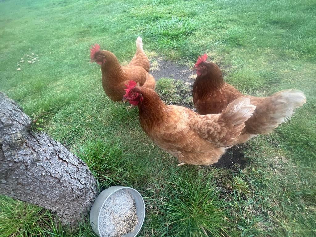 Te koop legkippen, Dieren en Toebehoren, Pluimvee, Vrouwelijk, Kip