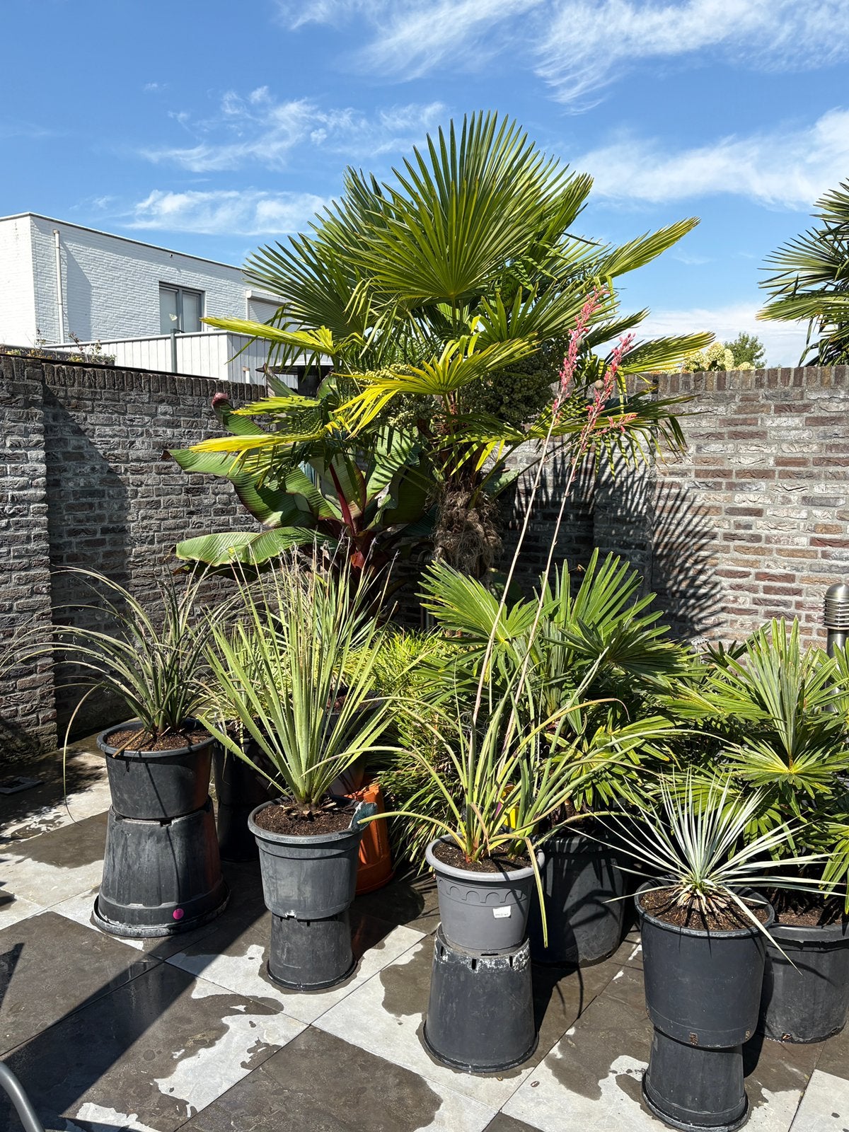 Diverse prachtige woestijn planten in pot aangeboden!!, Volle zon, Vaste plant, Zomer, Ophalen