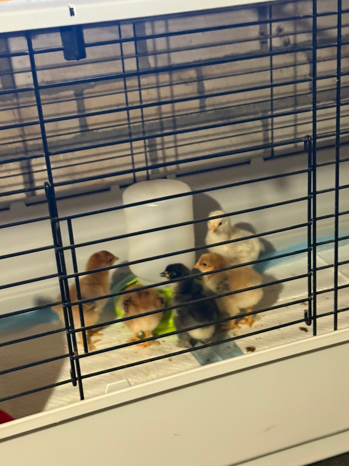 Brahma x legkip kuikens, Geslacht onbekend, Kip