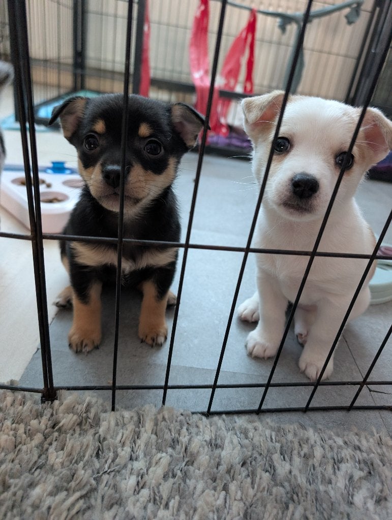 Twee teefjes pups 🩷, Dieren en Toebehoren, Jack Russell Terriër, CDV (hondenziekte), 8 tot 15 weken, Meerdere