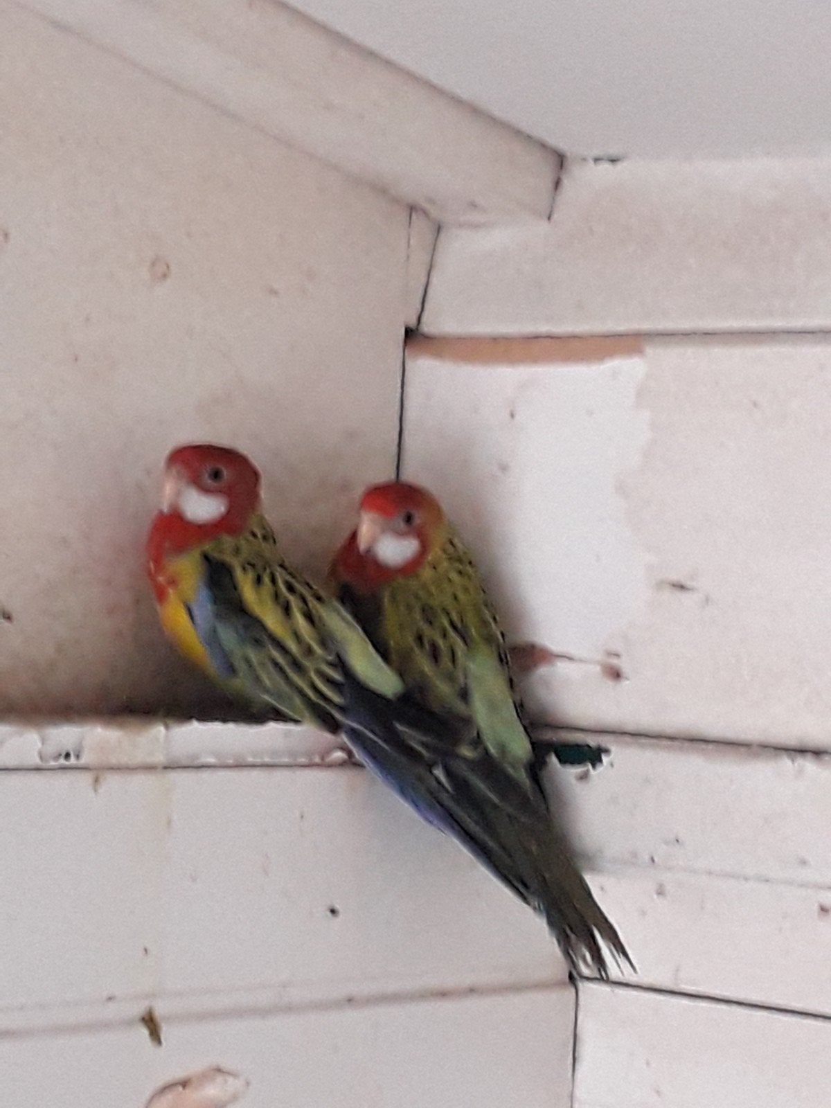 2 jonge goudmantel rosella's, Dieren en Toebehoren, Vogels | Parkieten en Papegaaien, Meerdere dieren, Parkiet, Geringd