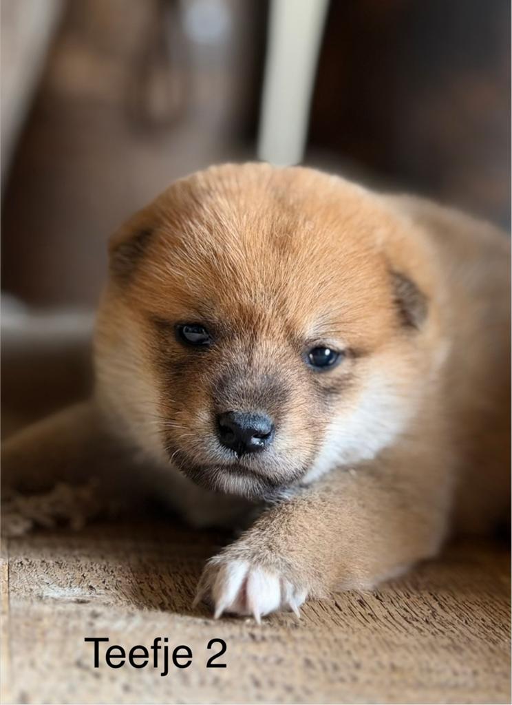 Unieke shiba inu pups met FCI stamboom., Parvo, Nederland, Overige rassen, 8 tot 15 weken