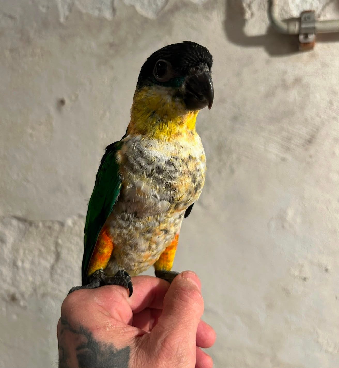 Super tamme zwartkop caiques 2026, Dieren en Toebehoren, Papegaai, Geringd