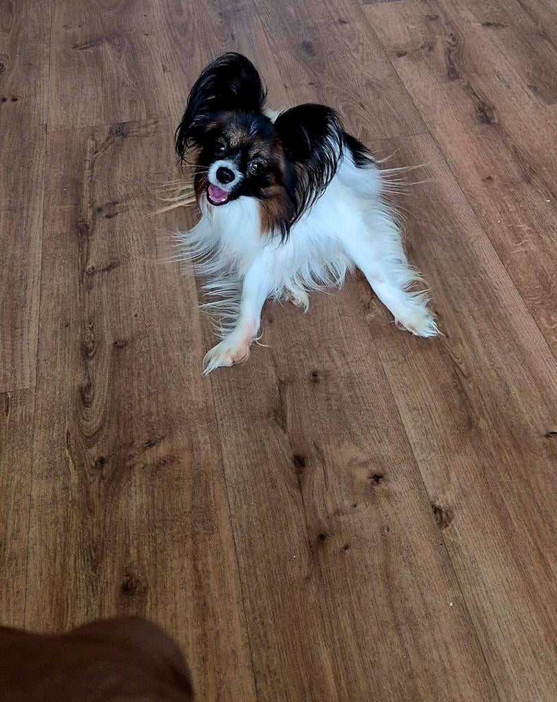 Vlinderhondje, Reu, Eén hond, Nederland, Particulier