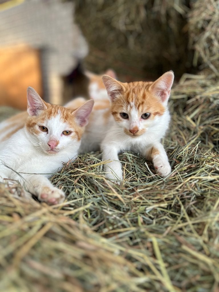 Lieve kittens, Dieren en Toebehoren, Katten en Kittens | Overige Katten, Meerdere dieren, Kortharig, 0 tot 2 jaar