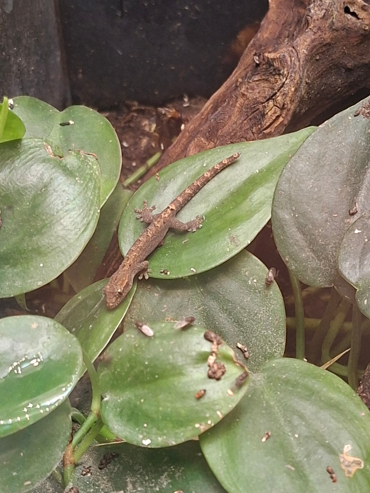 Jonge rouwgekko's / Leptidodactylus lugubris, Hagedis, 0 tot 2 jaar
