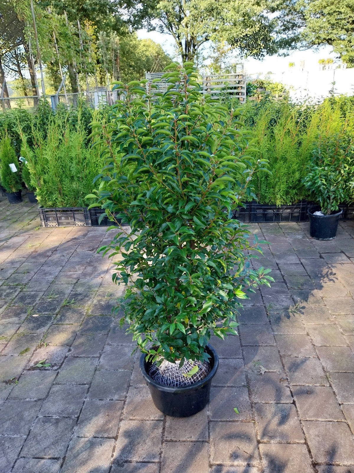 Portugese Laurier - Diverse Maten Beschikbaar, Tuin en Terras, Volle zon, Vaste plant, Lente, Ophalen