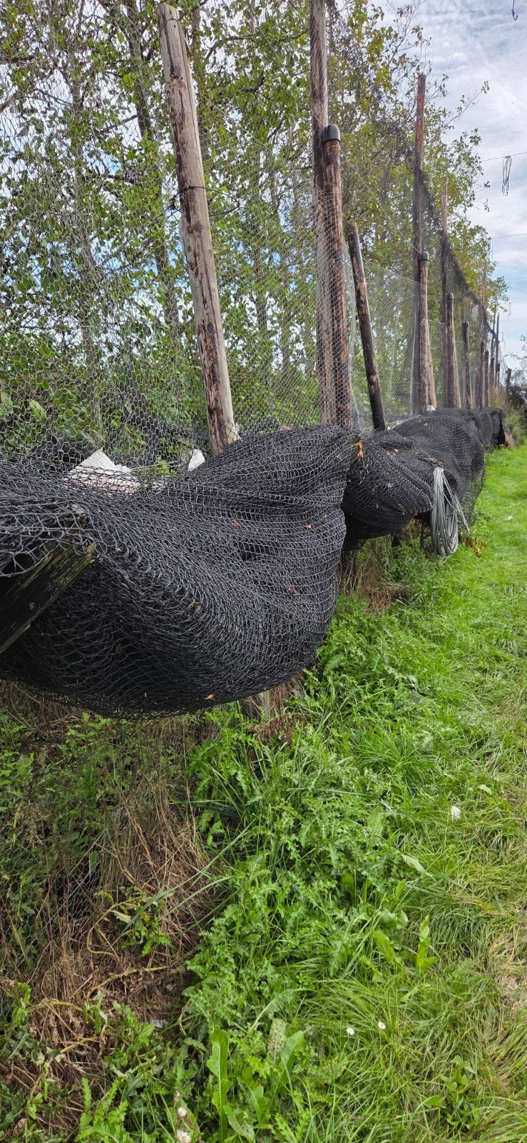 Partij vogelgaas ca 10.000m2 in stukken, Ophalen, Zo goed als nieuw, 20 meter of meer