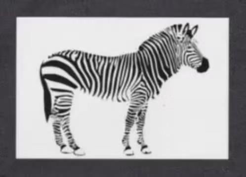 Kaart Zebra Wilde Dieren Afrika Zwart Wit., Ophalen of Verzenden, 1960 tot 1980, Ongelopen, Wild dier