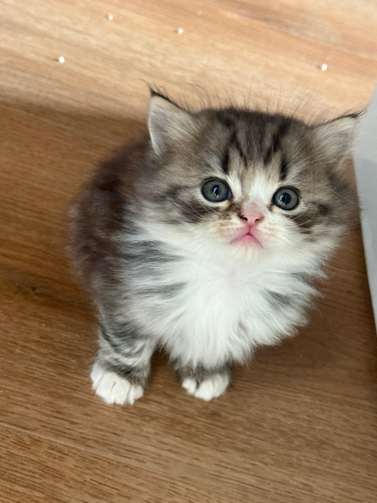 Wie zoekt er nog naar gezelschap van twee charmante heren?, Dieren en Toebehoren, Kater