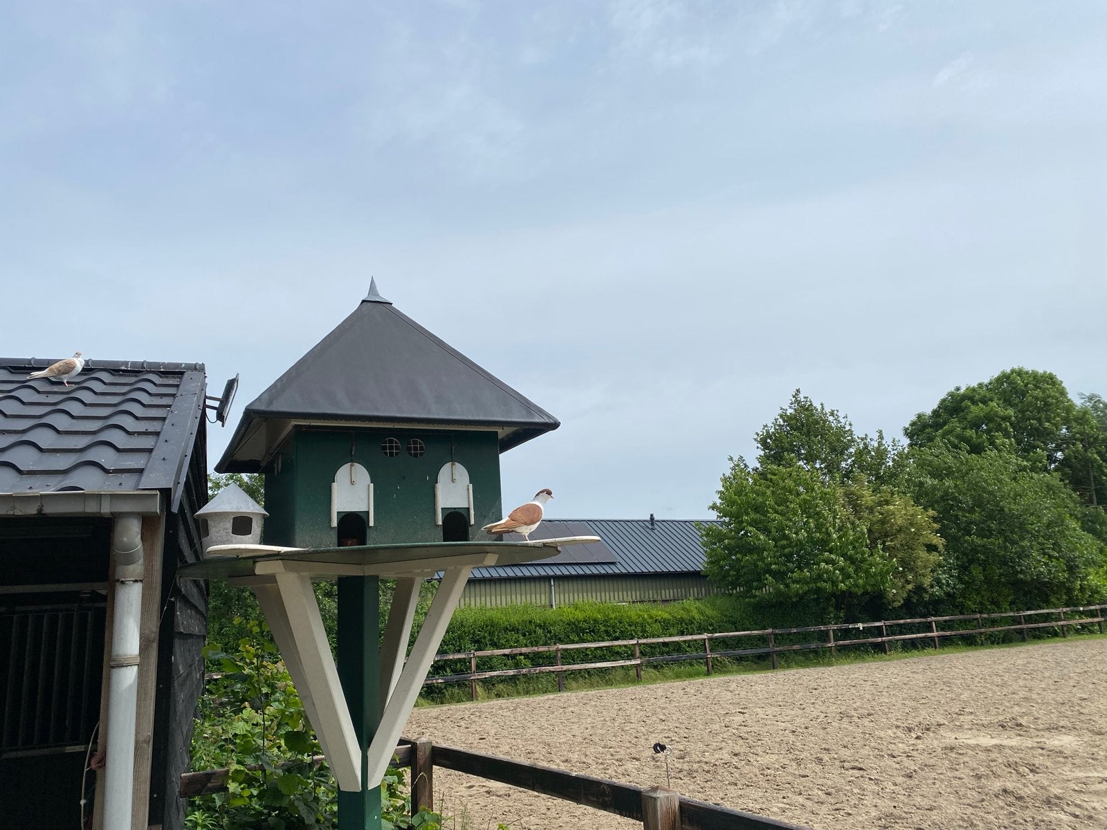 Duiventil te koop, Dieren en Toebehoren, Mannelijk, Postduif