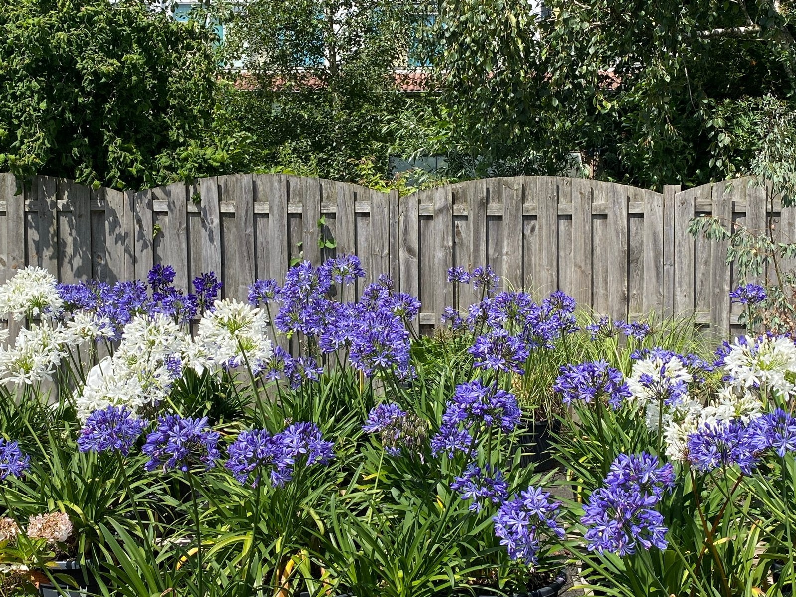 Agapanthus kuipplanten - Afrikaanse Lelie, Volle zon, Vaste plant, Zomer, Ophalen