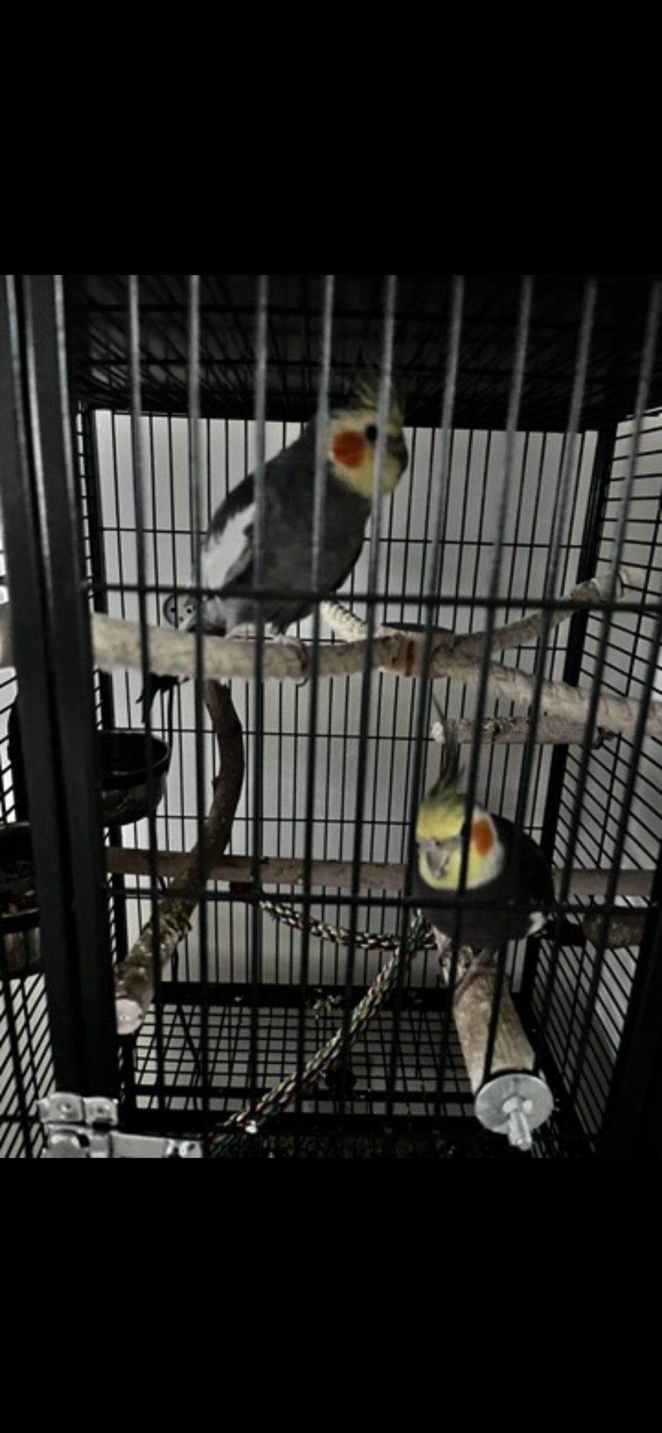 2 valkparkieten allebei Jongetje. Gratis afhalen, Dieren en Toebehoren, Vogels | Parkieten en Papegaaien, Meerdere dieren, Parkiet