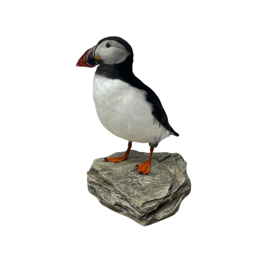 Prachtige opgezette papegaaiduiker te koop!, Verzamelen, Dierenverzamelingen, Nieuw, Opgezet dier, Vogel, Ophalen of Verzenden