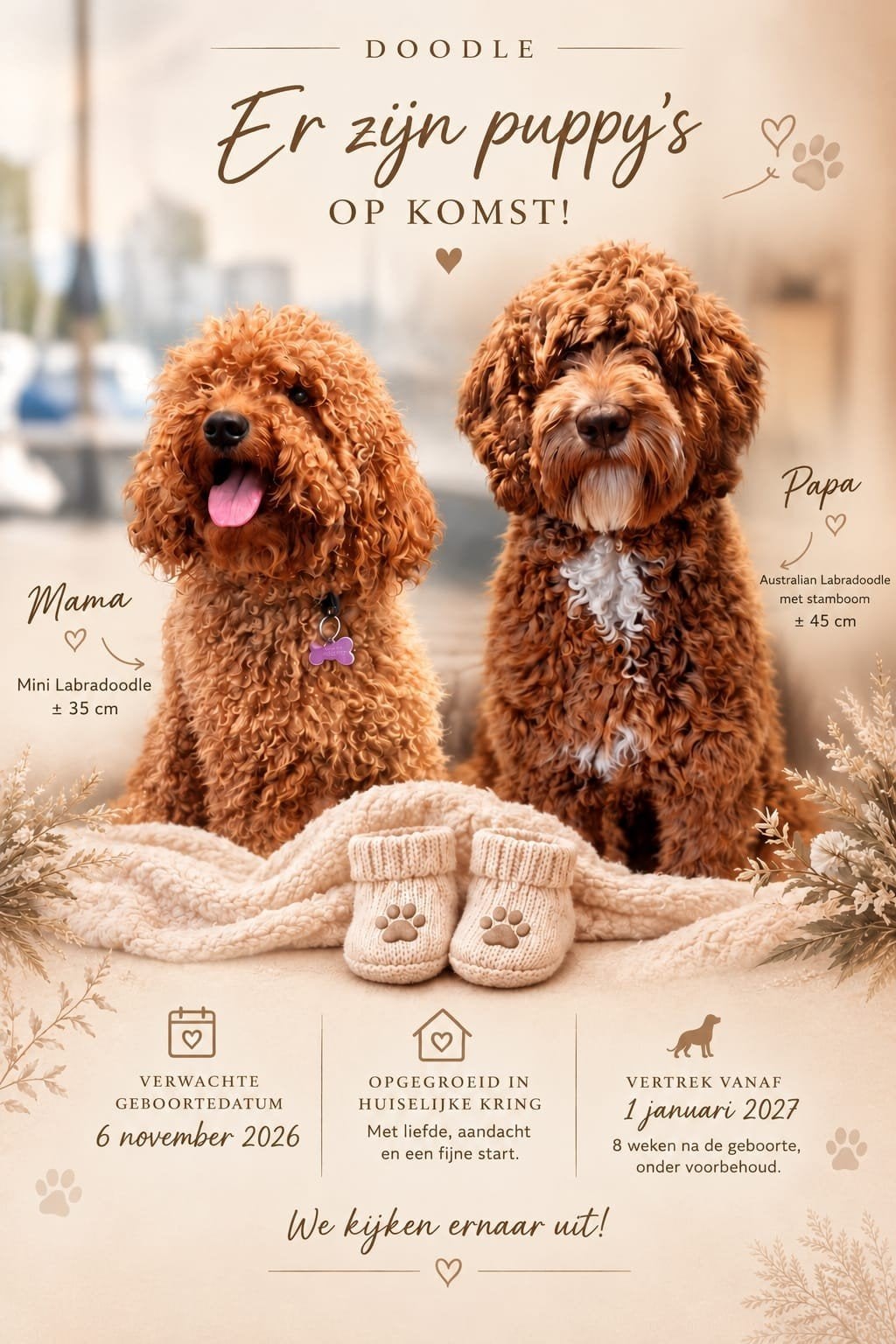 Nestaankondiging:Mini Labradoodle pups verwacht in november, Dieren en Toebehoren, 8 tot 15 weken, CDV (hondenziekte), Meerdere