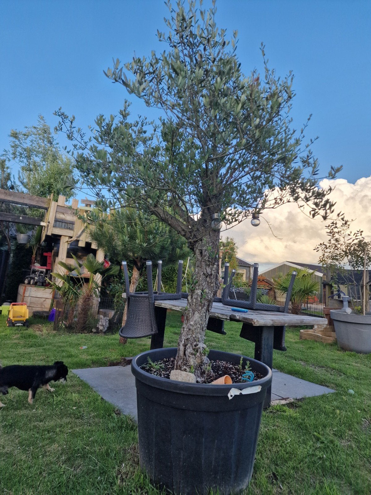 Grote Olijfboom  260cm hoog, Ophalen